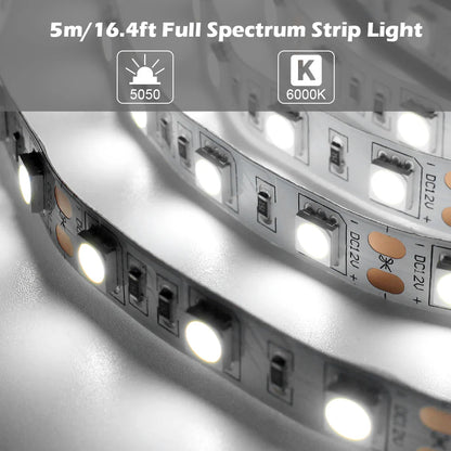 Full Spectrum LED Strip Light | CRI 97+ | SMD5050, 300 LEDs, 60 LEDs/M | 24V DC | 12W/M | 5M (16.4FT) Flexible Tape Light